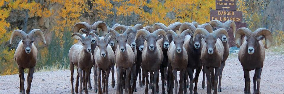 WildColorado's profile banner image