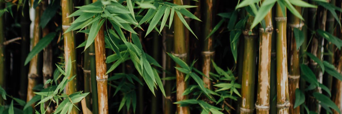 iPandaPro's profile banner image