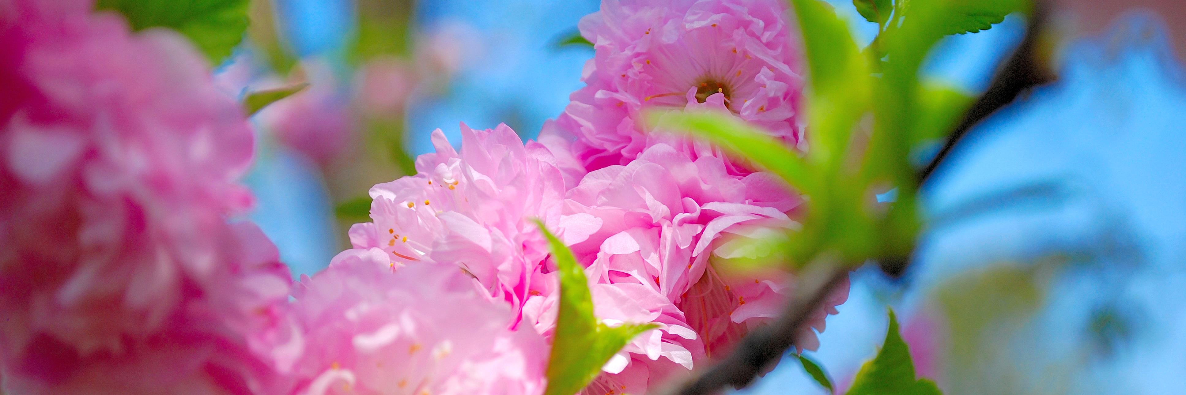 SarahAhiers's profile banner image
