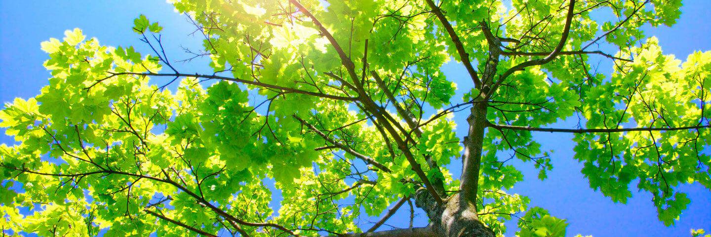 IronTreeService's profile banner image