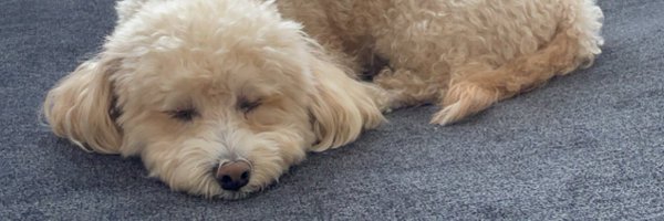 laura_loht Profile Banner