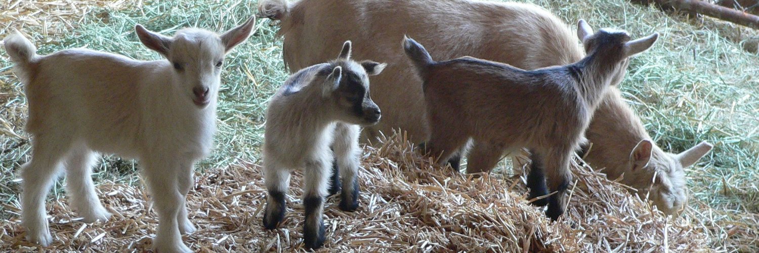 SBHomestead805 banner