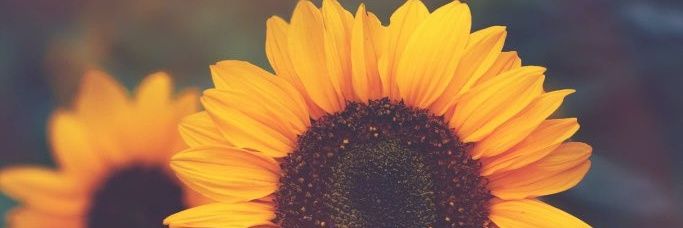 cantaletaa's profile banner image