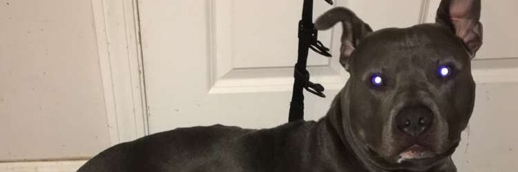 VigorousTrizzo's profile banner image