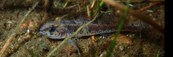 DBoczek78 Profile Banner