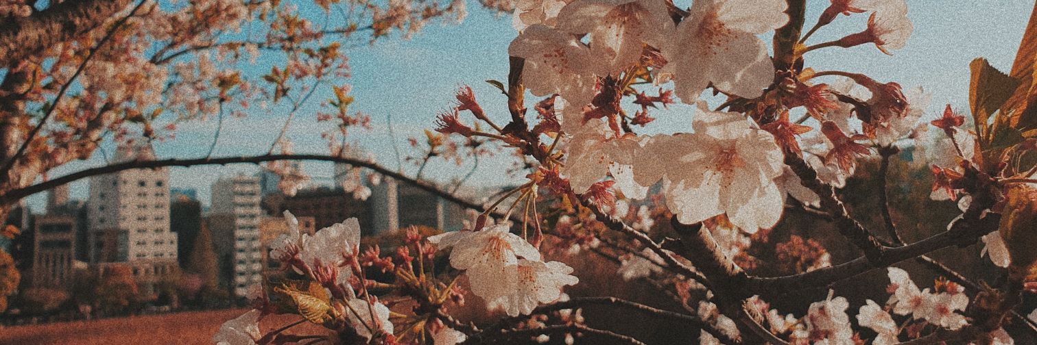 siselibat's profile banner image