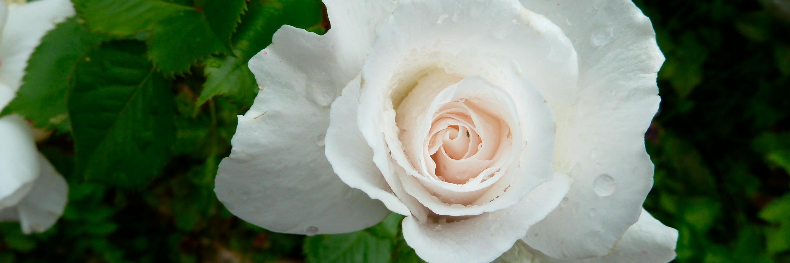 Jacqueline Sandover banner