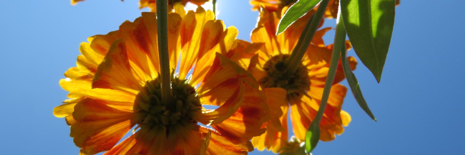 theindigoside's profile banner image
