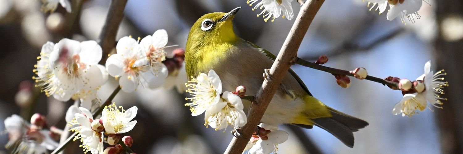 じゃんくろん banner