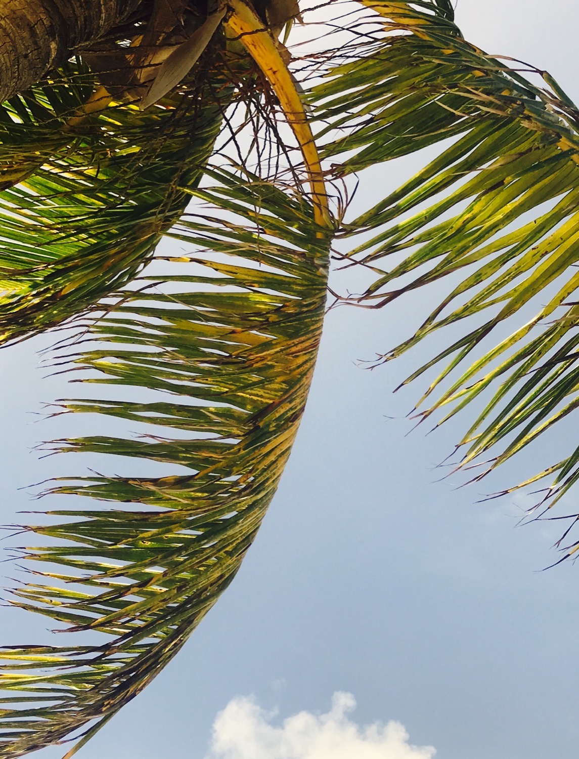 simbarzu's profile banner image