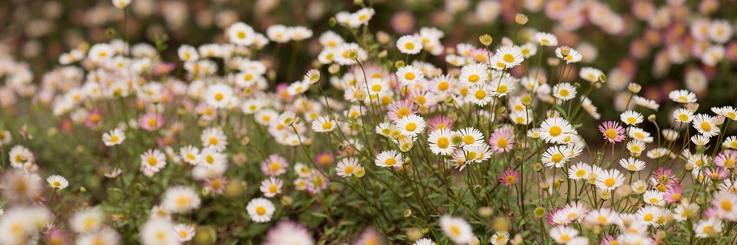 Crocus at Dorney Court banner
