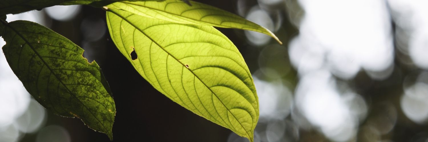 itateanese's profile banner image