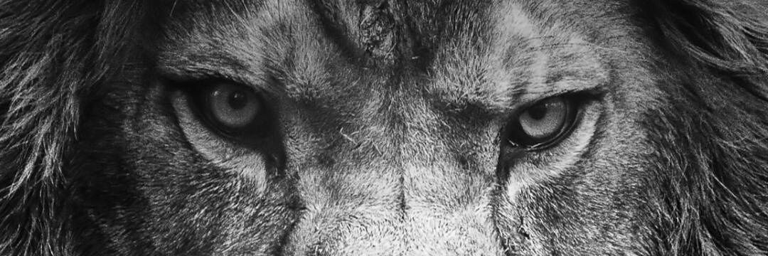 cimbomlu2434's profile banner image