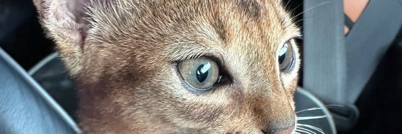 Himaricimn's profile banner image
