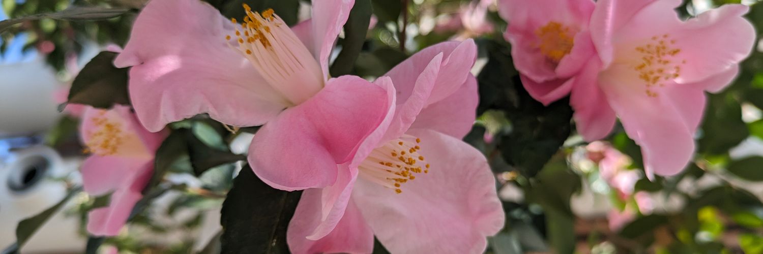 usagi1598's profile banner image