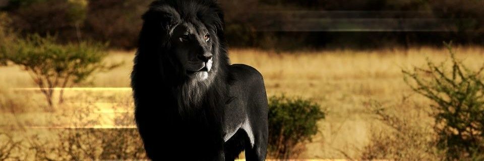 iJosephLawrence's profile banner image