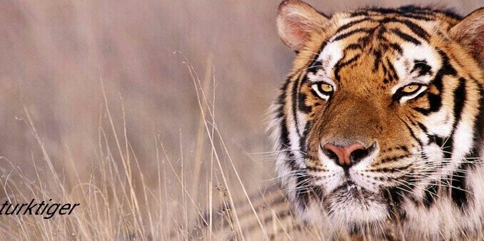 turktigers's profile banner image