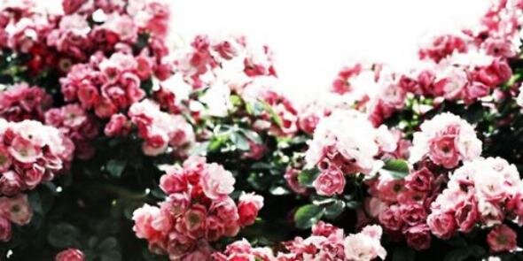 shaissmile's profile banner image