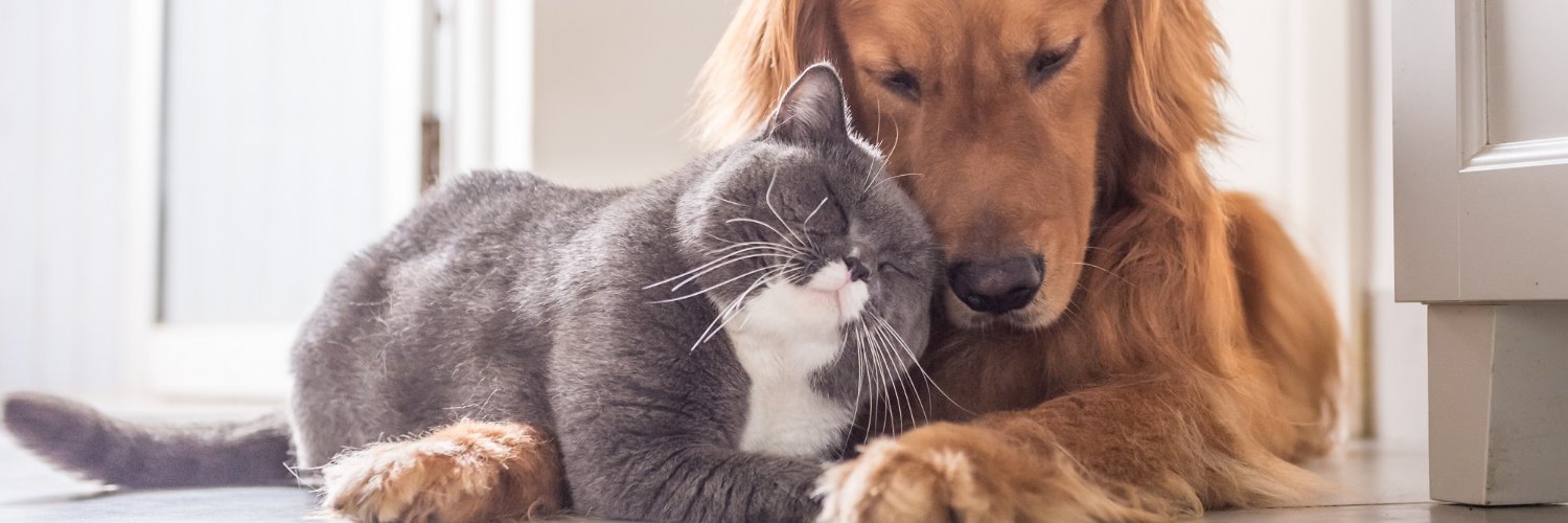 Alison Wood | Pet Hooligans banner