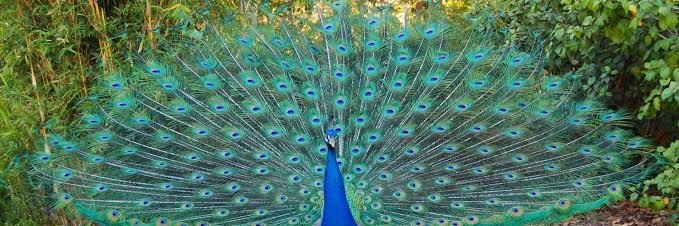 🌸PEA🆑OCK🌸 banner