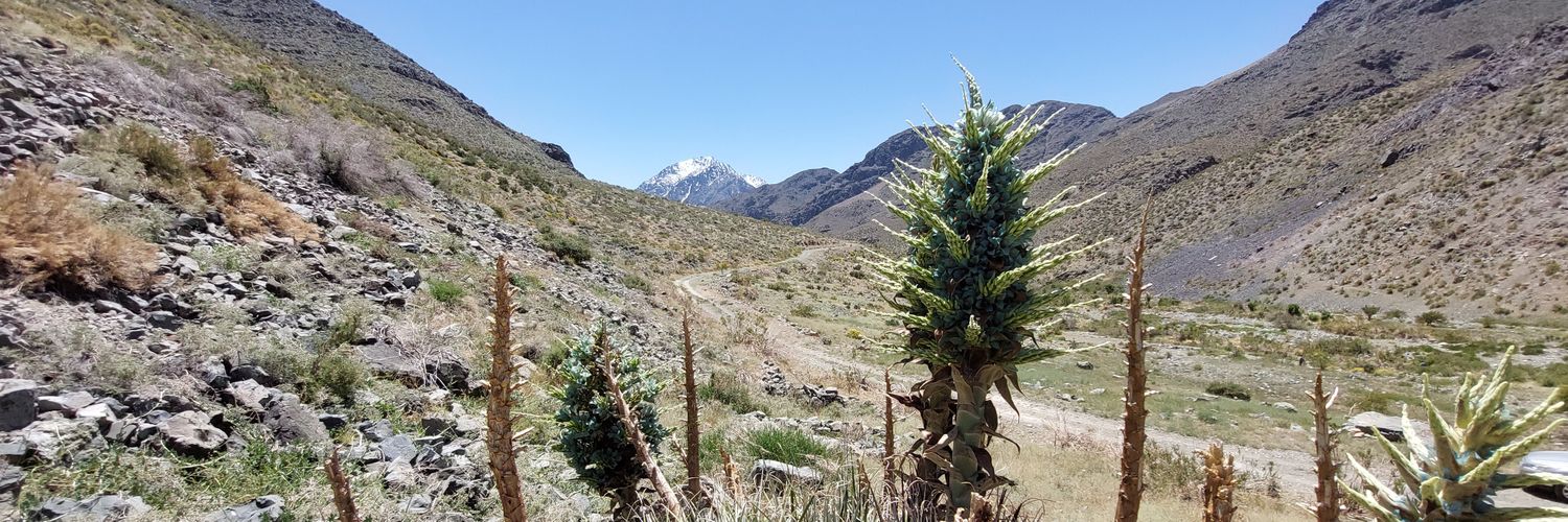 Constanza Echeverría banner