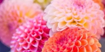 hayleysheahan's profile banner image