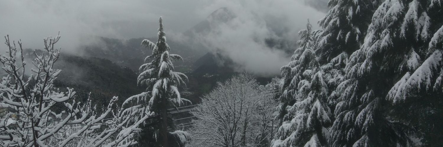 silveroaktree's profile banner image