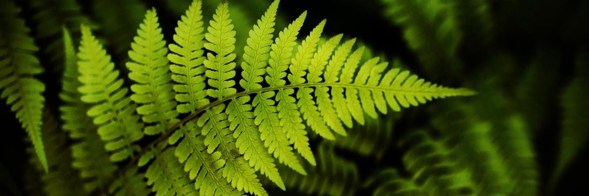 Грибной Д. banner