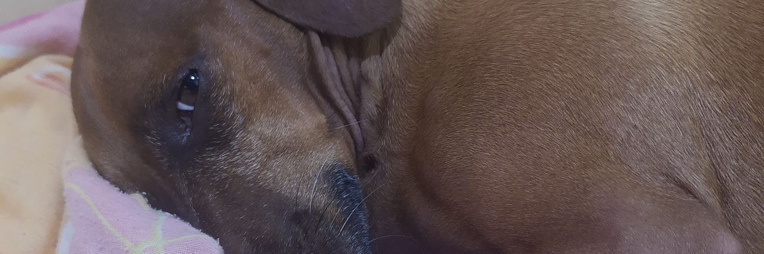 heyluyz's profile banner image