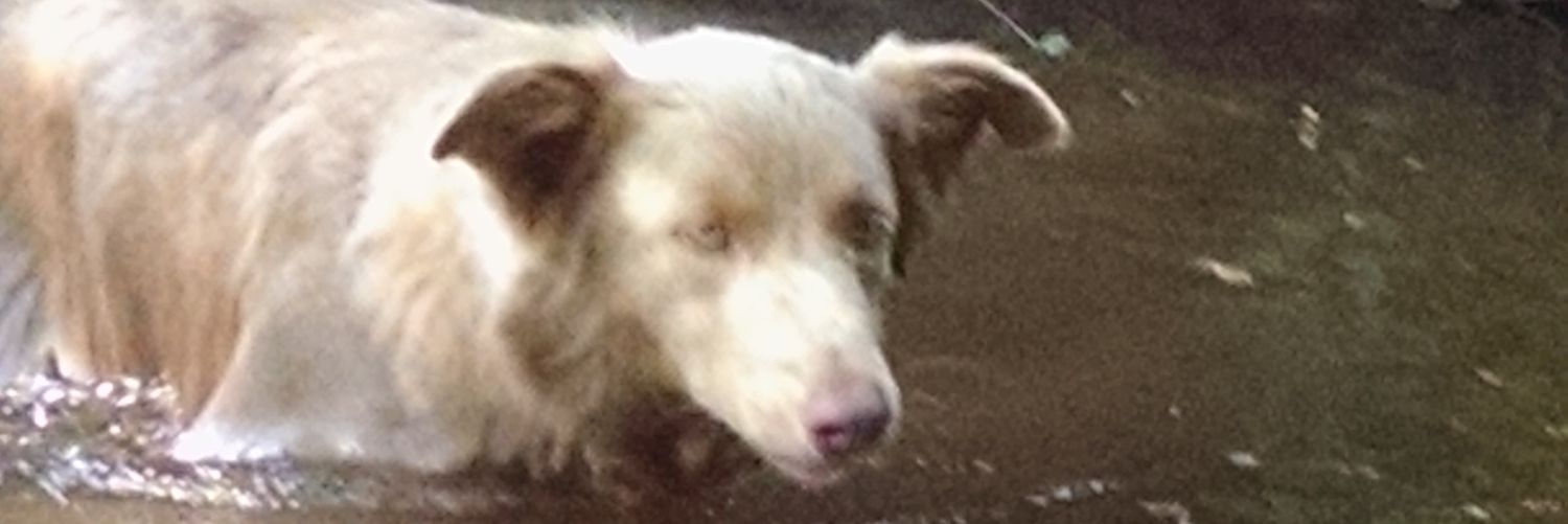 Carlos A Constantino banner