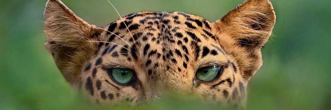 Yumeko ♣️♥️ banner