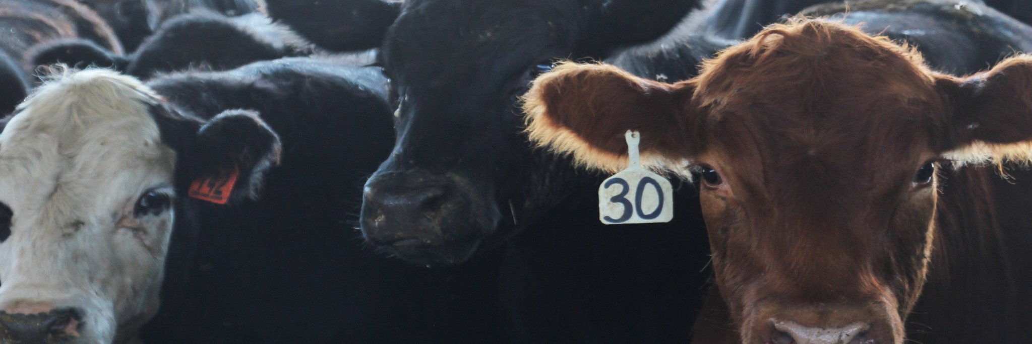 IAcattlemen's profile banner image