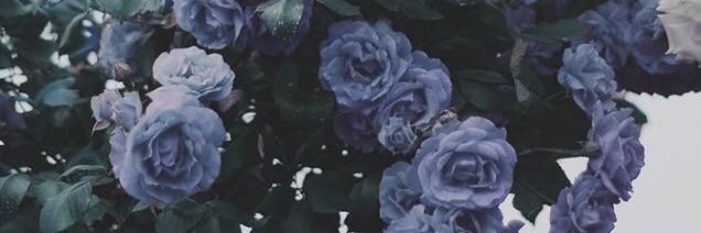VirginiaT_'s profile banner image