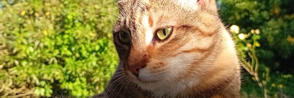 ysabel54 Profile Banner