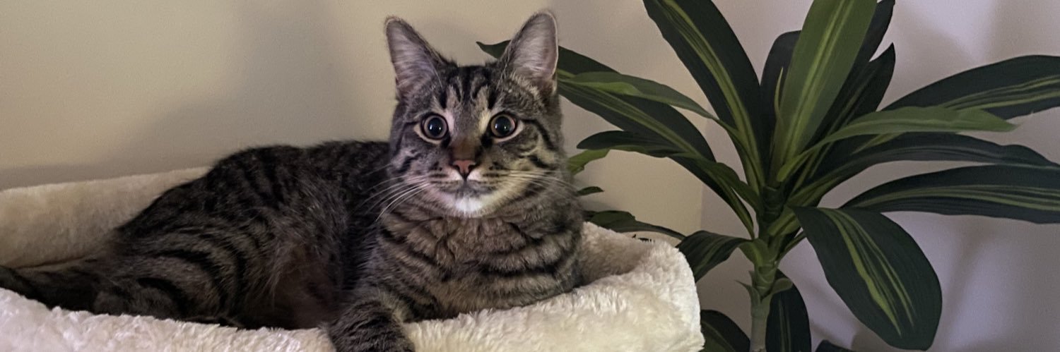 lexiwaltos's profile banner image