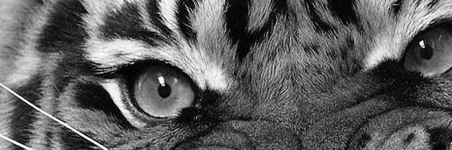 ceslegendario's profile banner image
