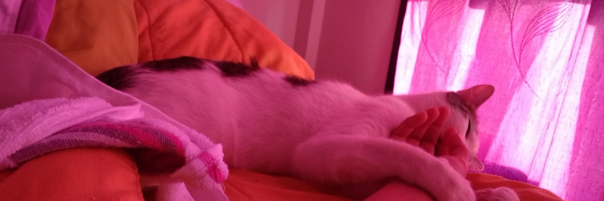 JiselDarlene's profile banner image