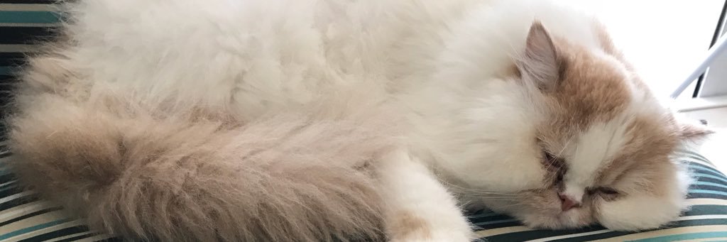 amanda_maximo's profile banner image