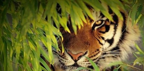 Juan Sanchez banner