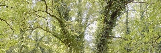 valerio barberis banner