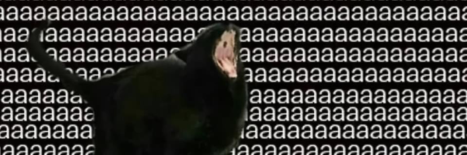 (cass) its fricken bats 🦇 banner