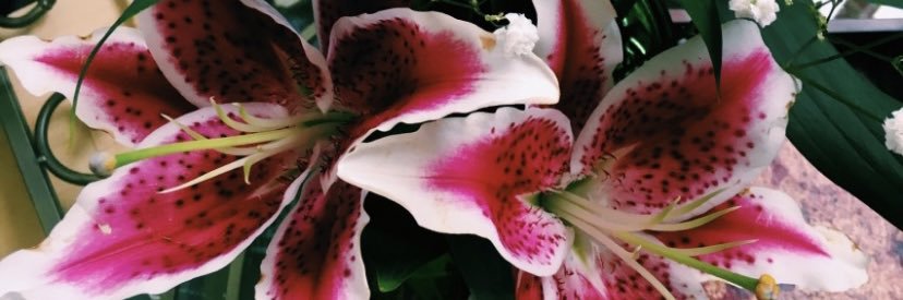 lilly_sophy's profile banner image