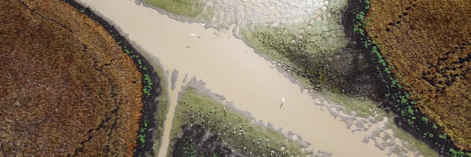 d'Oliveira Coelho banner