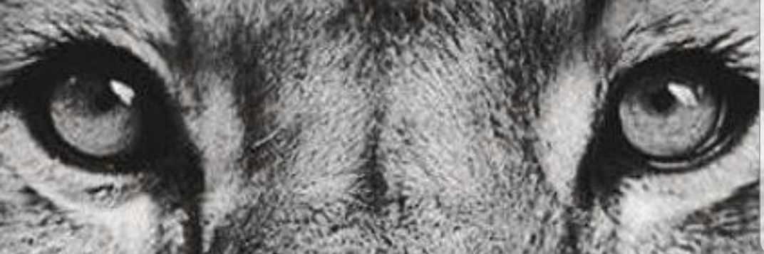 luhmarvila's profile banner image