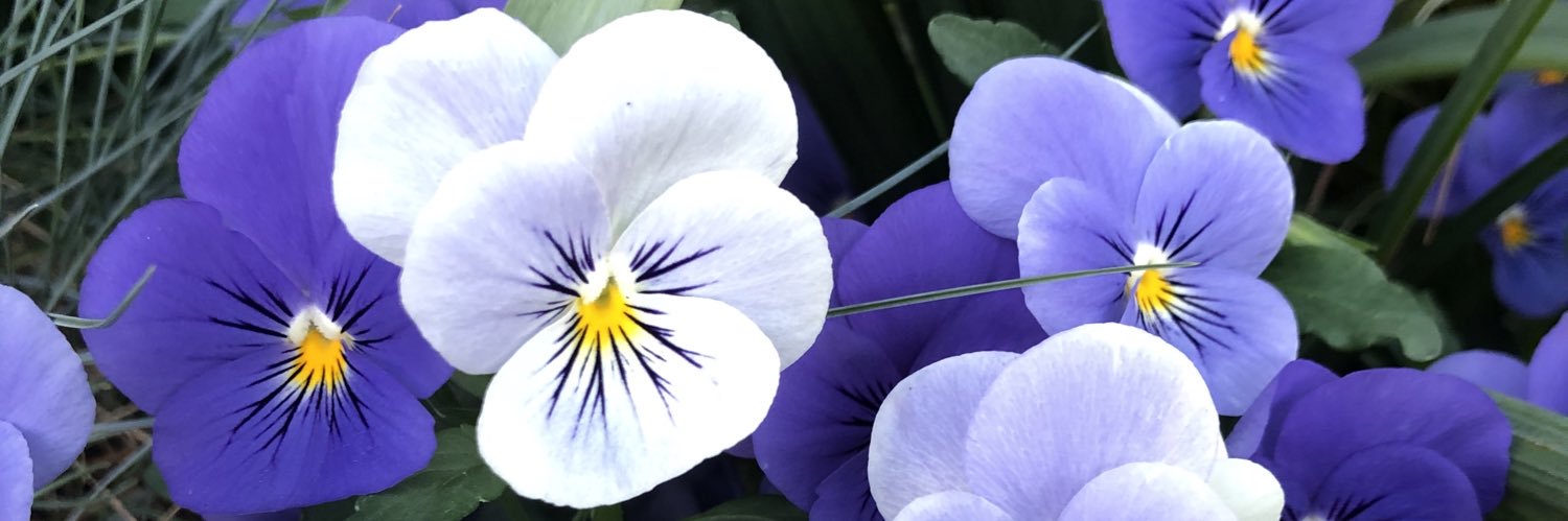 susverd's profile banner image