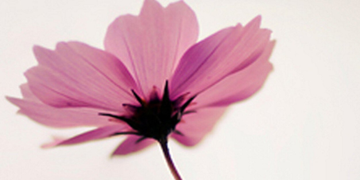 Jaqui Ro❤️ banner