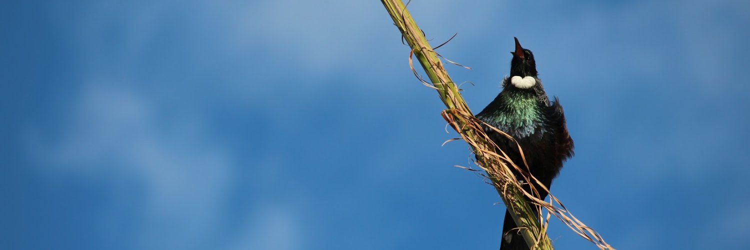 Courtney Jarrett banner