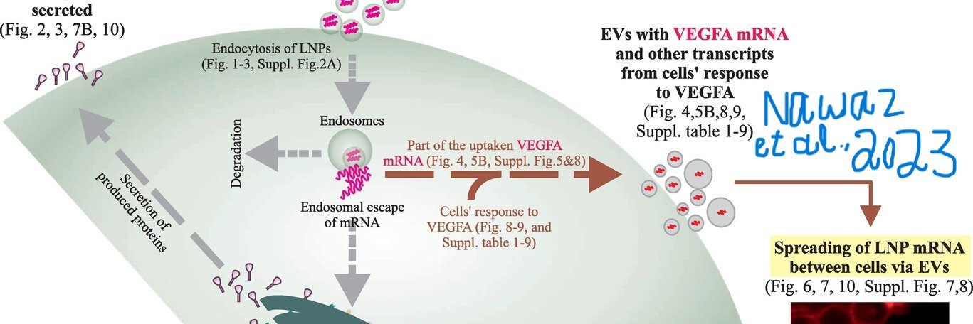 Nawaz Muhammad banner