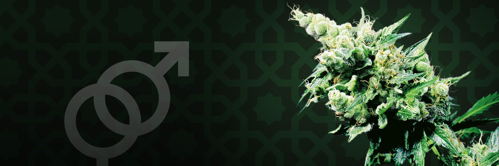 inox869's profile banner image
