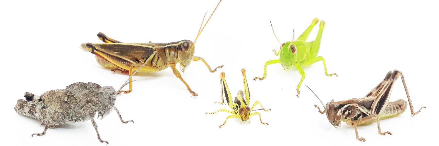 Julien Saguez banner